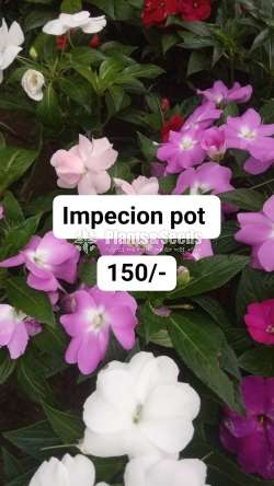 Impection Pot