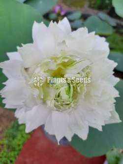 White peony