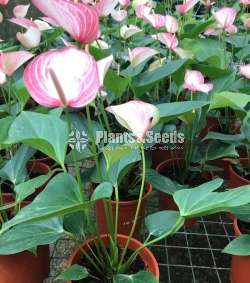 Livium anthurium (ලිවියම්)