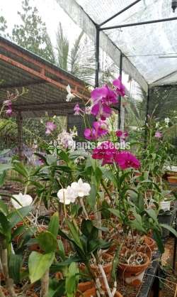ඩෙන්ඩ්‍රෝබියම් (Dendrobium)