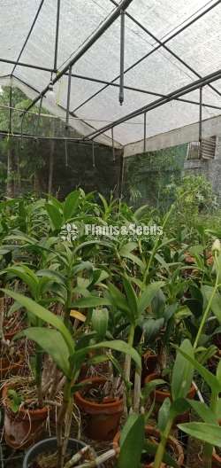 ඩෙන්ඩ්‍රෝබියම් (Dendrobium)