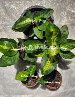 Aglaonema Avocdo 