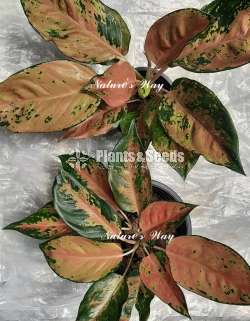 Aglaonema Varities ( ඇග්ලොනිමා )