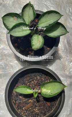 Aglaonema Varities ( ඇග්ලොනිමා )