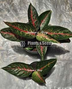 Aglaonema Varities ( ඇග්ලොනිමා )