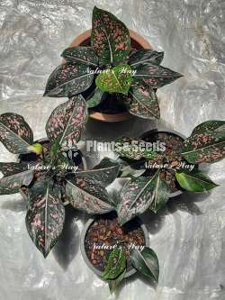 Aglaonema Varities ( ඇග්ලොනිමා )