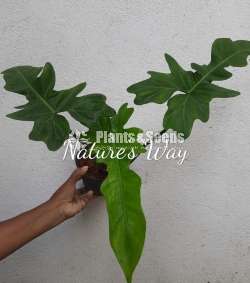 Philodendron Varieties 
