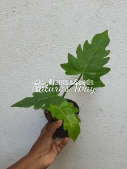 Philodendron Varieties 