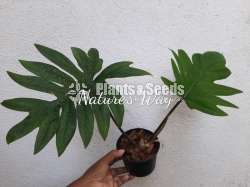 Philodendron Varieties 