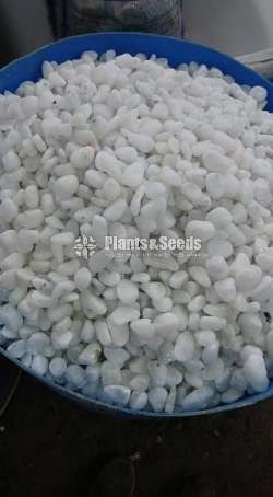 Fancy Stones (Pebbles)
