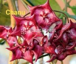  හෝයා වර්ග (Hoya)