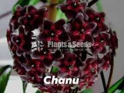  හෝයා වර්ග (Hoya)