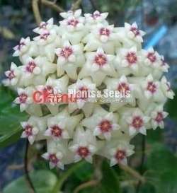  හෝයා වර්ග (Hoya)