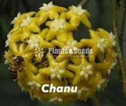 හෝයා වර්ග (Hoya)