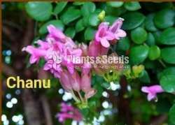  ලිප්ස්ටික් පැකේජය (Lipstick)