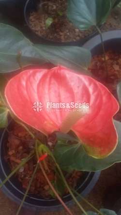 බටර්ෆ්ලයි ඔරෙන්ජ් Anthurium