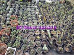 Cactus & Sacculents flowe