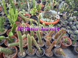 Cactus & Sacculents flowe