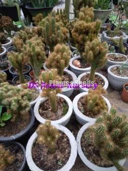 Cactus & Sacculents flowe