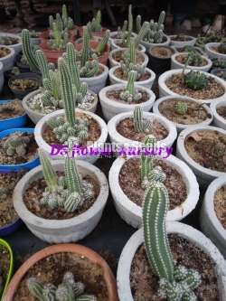 Cactus & Sacculents flowe