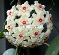 හෝයා ( Hoya plants)