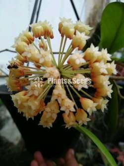 හෝයා ( Hoya plants)