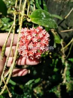 හෝයා ( Hoya plants)