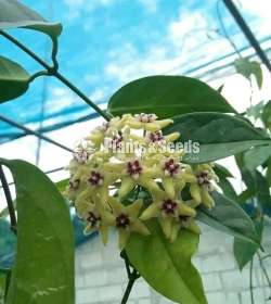 හෝයා ( Hoya plants)