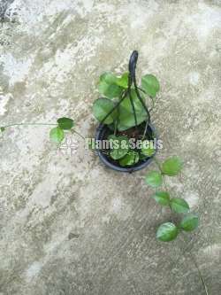 හෝයා ( Hoya plants)