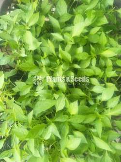 Varaniya miris (වැරණිය මිරිස් )