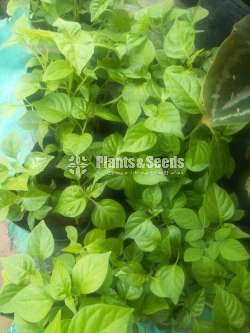 කොච්ච් මිරිස් (Kochchi Miris)