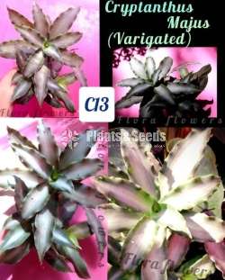 Cryptanthus Majus
