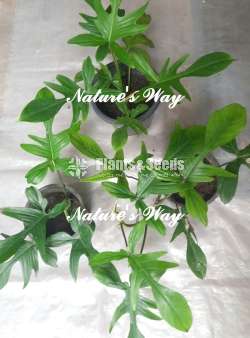 Philodendron Florida Ghost