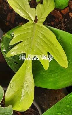 Philodendron Florida Ghost