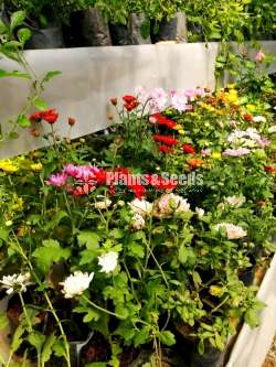 Kapuru flower plants  (කපුරැ)