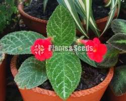 Episiya ( එපිසියා )