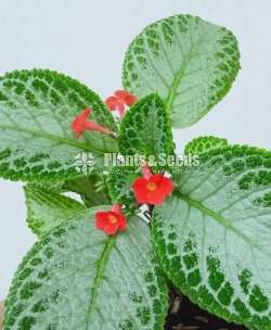 Episiya ( එපිසියා )