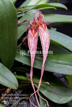 Bulbophyllum longissimum fascinator
