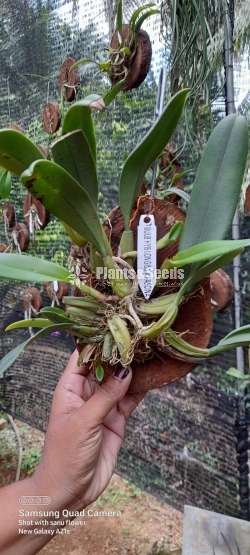 Bulbophyllum longissimum fascinator