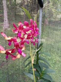 Dendrobium Orchids  මල් සහිත )