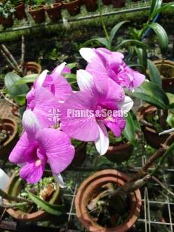 Dendrobium Orchids  මල් සහිත )