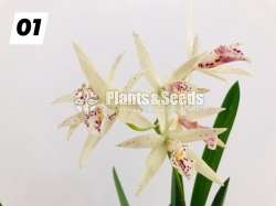 Cattleya orchid with flowers (කැට්ලියා )