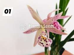 Cattleya orchid with flowers (කැට්ලියා )