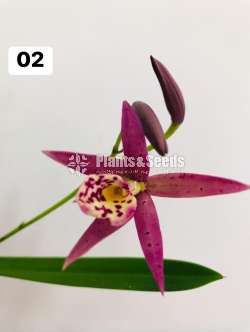Cattleya orchid with flowers (කැට්ලියා )