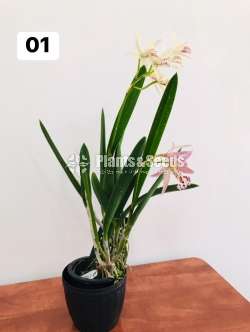 Cattleya orchid with flowers (කැට්ලියා )