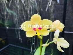 Ground Orchids (ග්‍රවුන්ඩ් ඔර්කිඩ් )