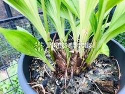 Ground Orchids (ග්‍රවුන්ඩ් ඔර්කිඩ් )