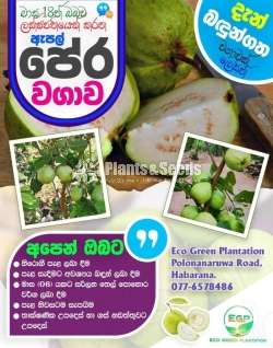 ඇපල් පේර බදුන්ගත වගාව