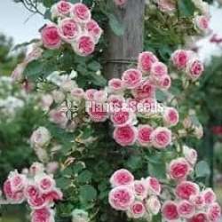 Roses (වැල් රෝස )
