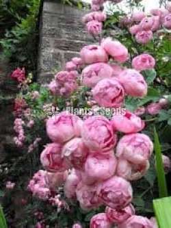 Roses (වැල් රෝස )